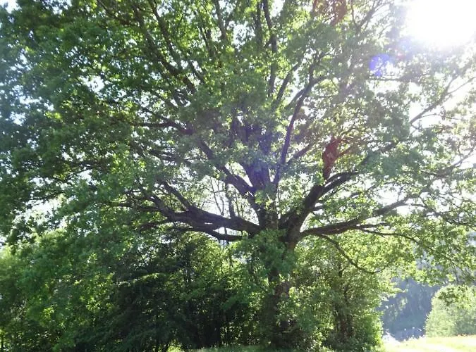 Bed & Breakfast Fruehstueckspension Irmer